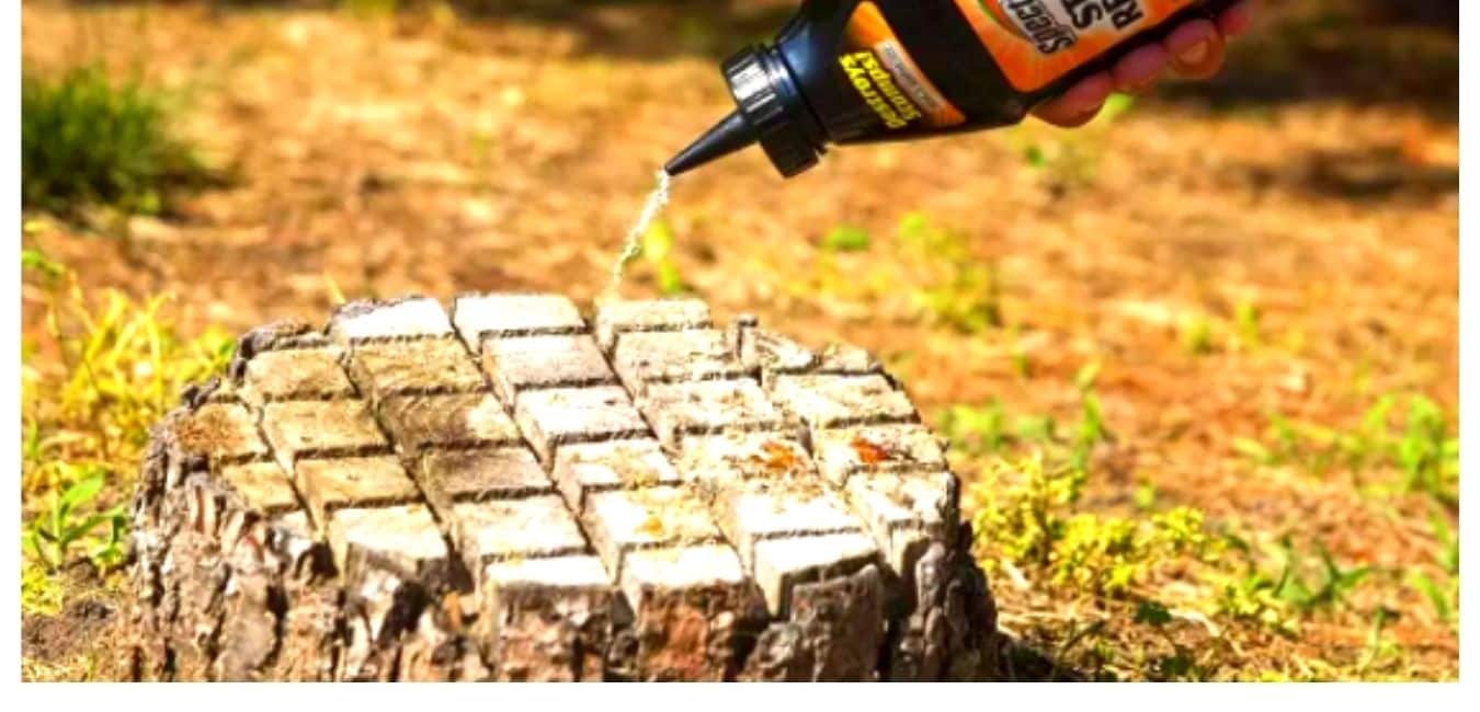 How to remove a tree stump with chemicals