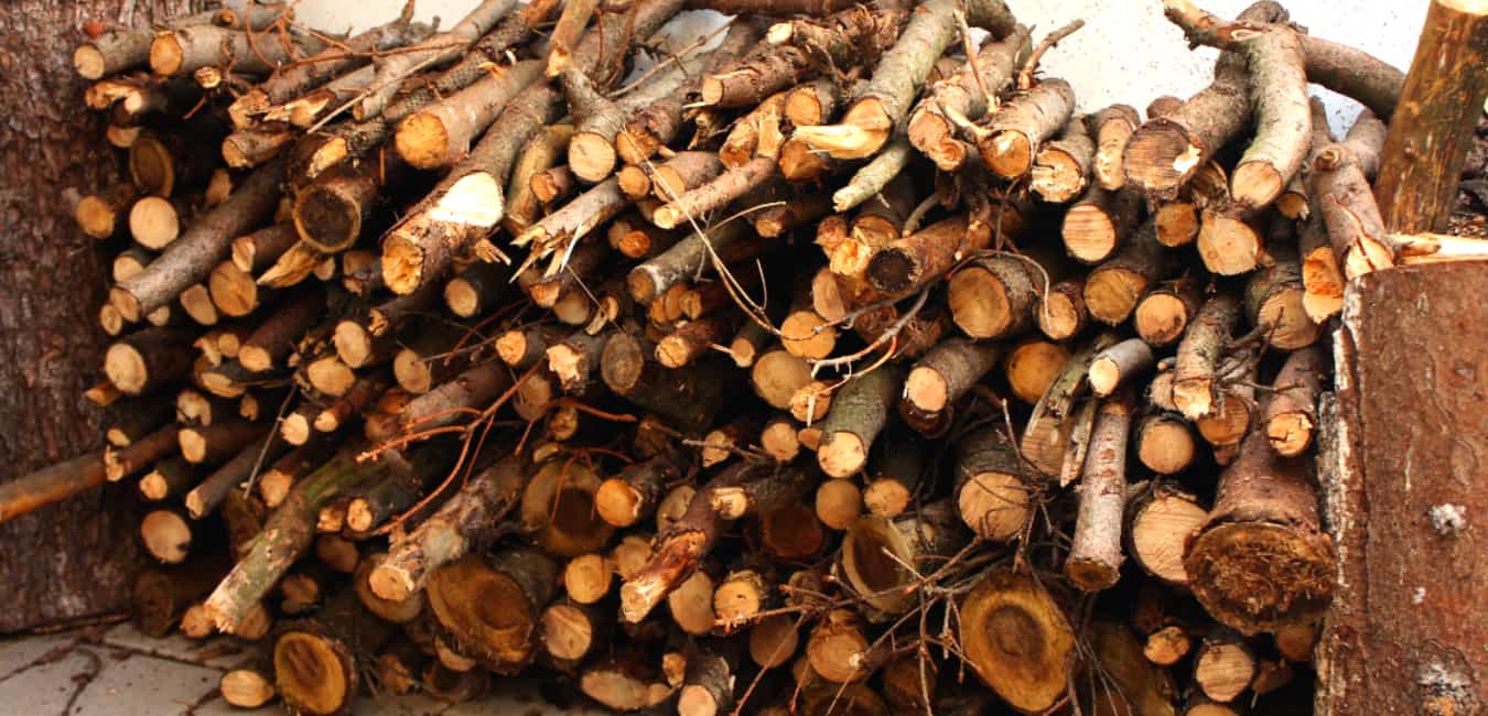 4 Common Methods to Identify Firewood