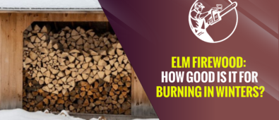 Elm Firewood: How Good Is It for Burning in Winters?