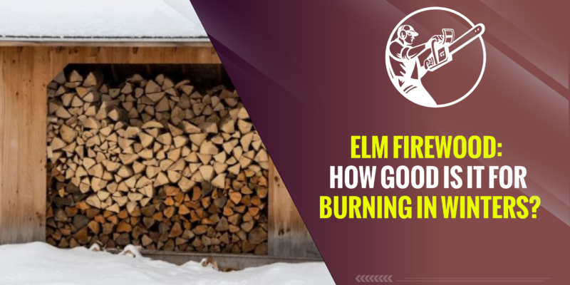 Elm Firewood: How Good Is It for Burning in Winters?