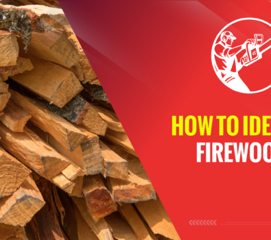 How to Identify Firewood? – 4 Methods to Identify Firewood!