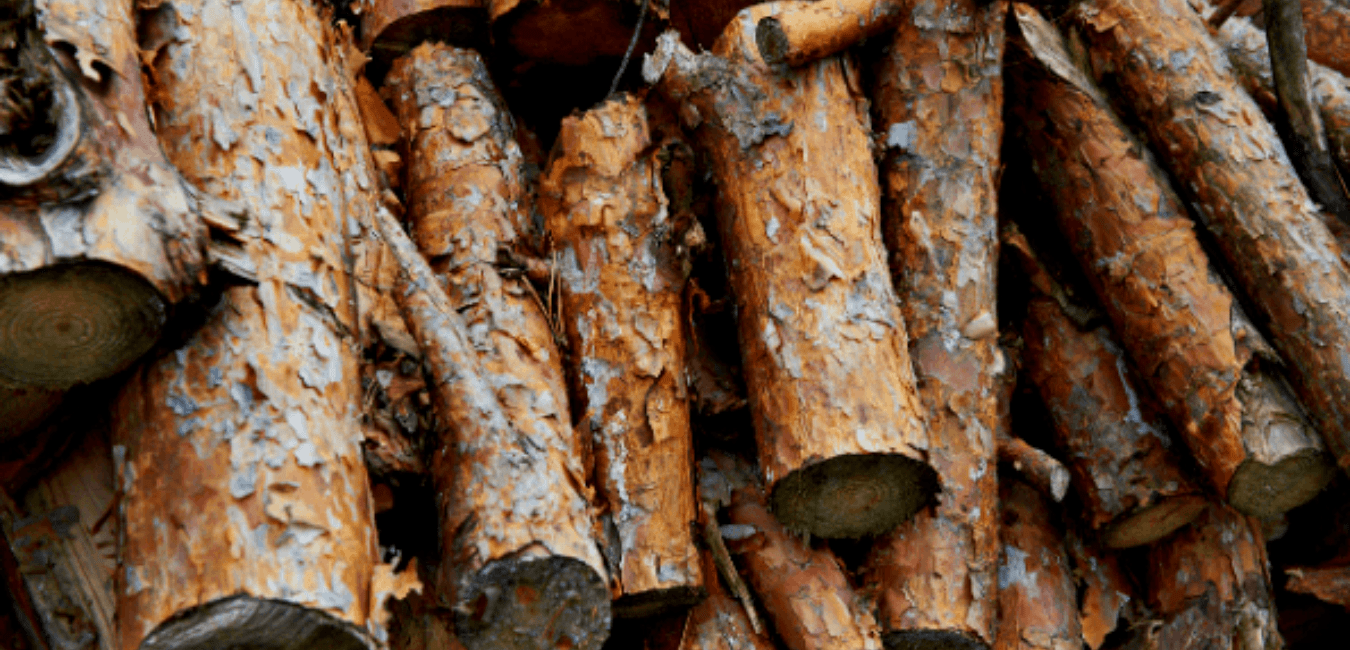 Highlights of Burning Pine Firewood