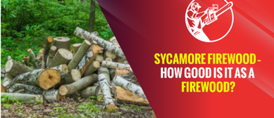 Sycamore Firewood – How Good Is It as a Firewood?