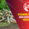 Sycamore Firewood – How Good Is It as a Firewood