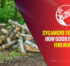 Sycamore Firewood – How Good Is It as a Firewood