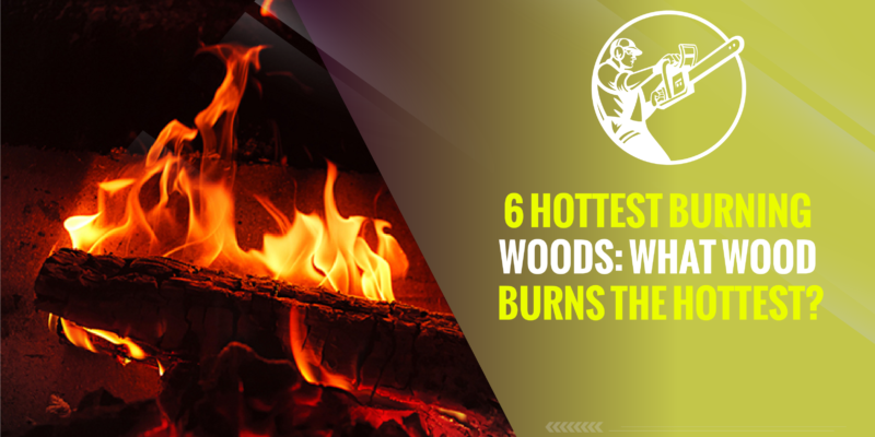6 Hottest Burning Woods: What Wood Burns the Hottest?