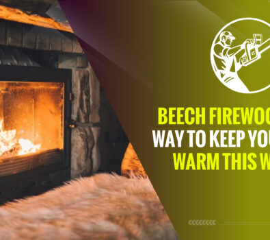 Beech Firewood: Best Way to Keep Your Home Warm This Winter