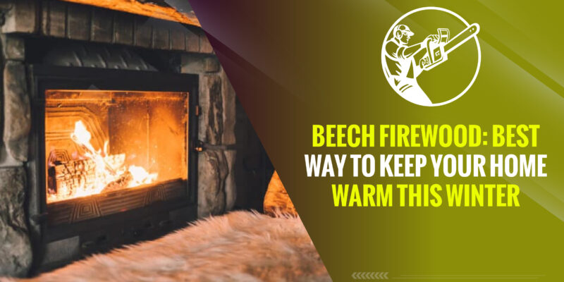 Beech Firewood: Best Way to Keep Your Home Warm This Winter