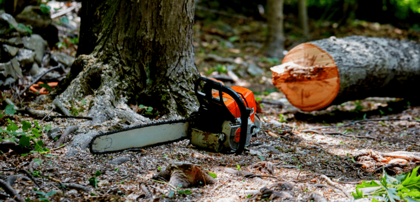 How to Cut Logs with a Chainsaw - clear out the surrounding area