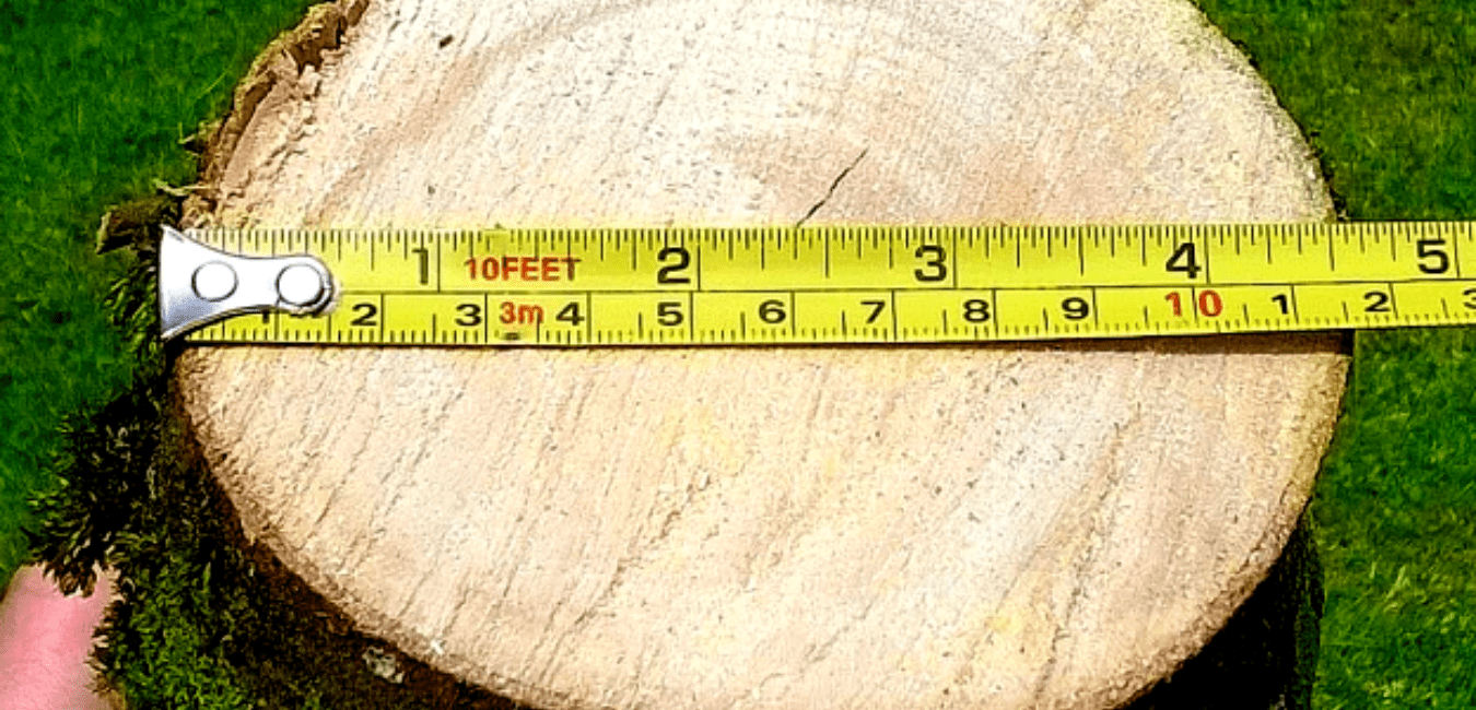 take measurements for cutting a Logs with Chainsaw