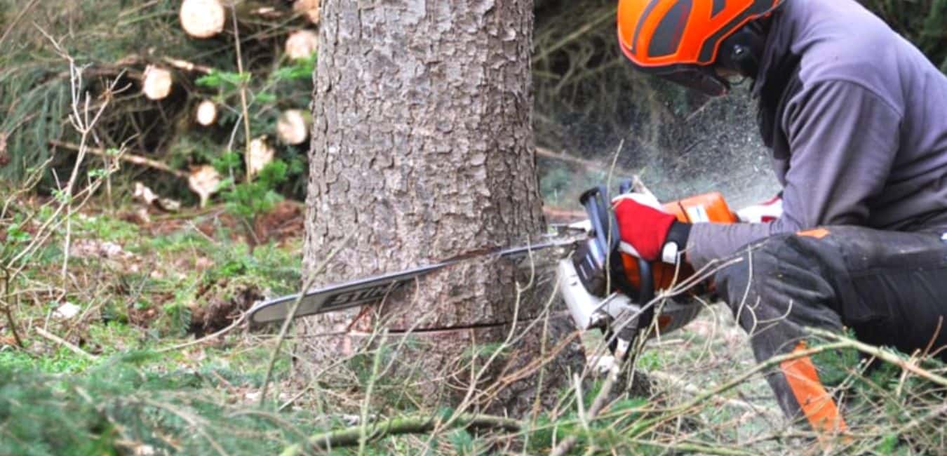 5 Easy Steps of Cutting a Tree Using Chainsaw