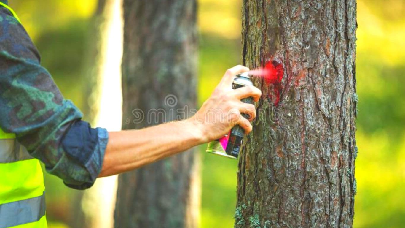Tree Log Measurement and Marking
