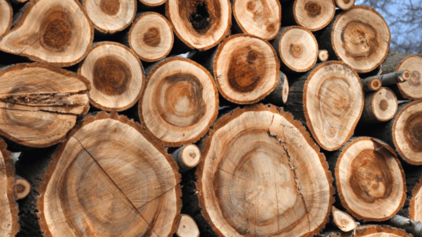 Is Walnut a Good Firewood to Burn