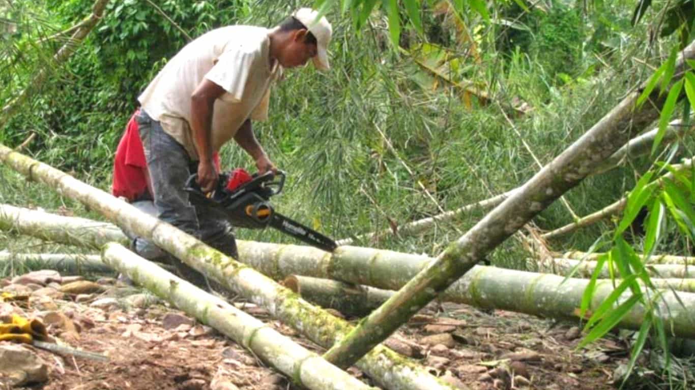 Initial Safety Precautions when Cutting Bamboo with a Chainsaw