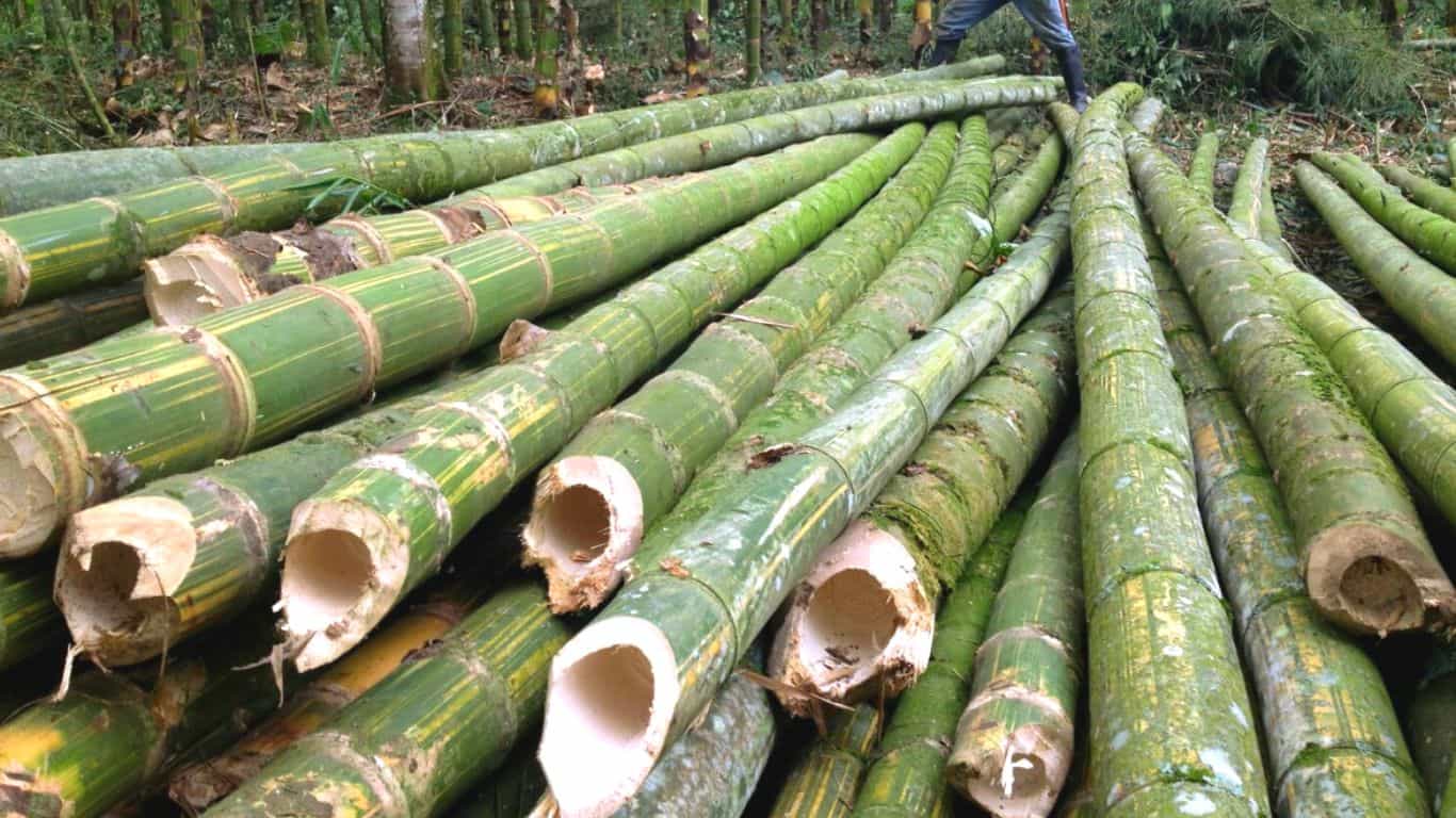 Uses of Bamboo when Its Cut Down