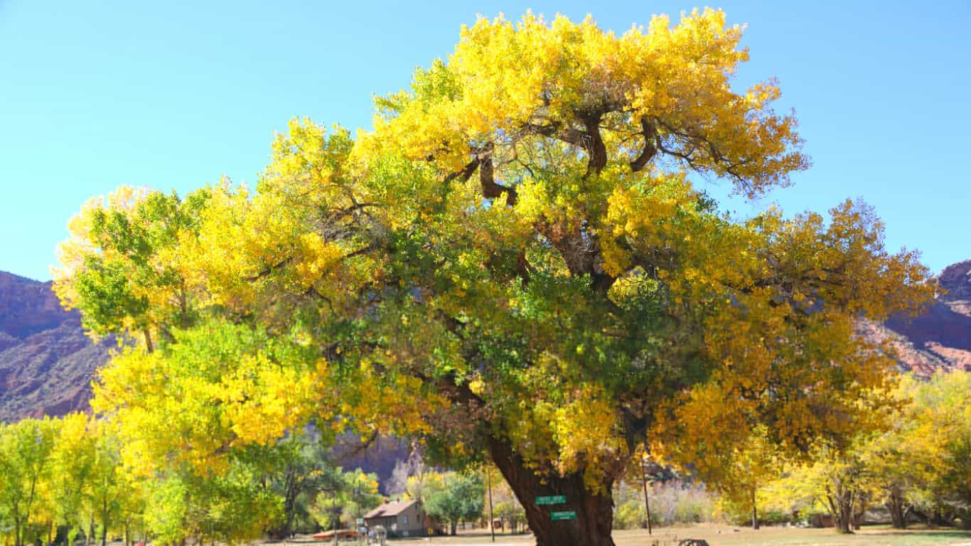 What Does a Cottonwood Tree Look Like