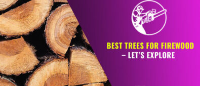 Best Trees For Firewood – Let’s Explore