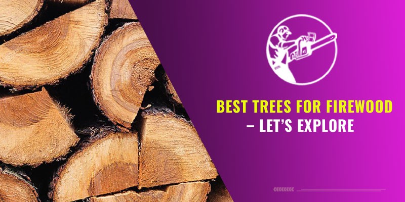 Best Trees For Firewood – Let’s Explore