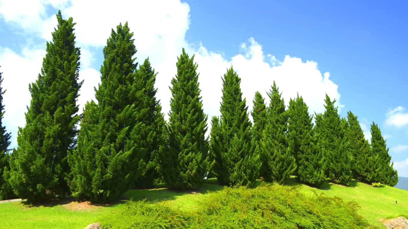 Pine Trees 
