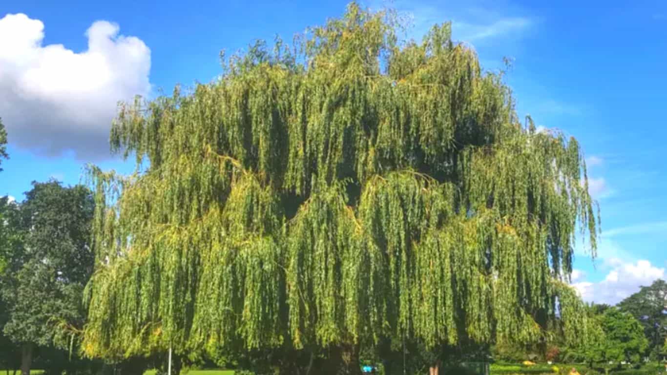 Willow Tree 