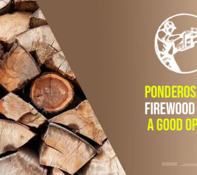 Ponderosa Pine Firewood – Is It A Good Option?